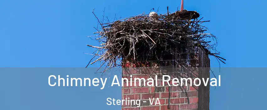 Chimney Animal Removal Sterling - VA