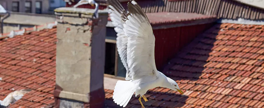 Residential Chimney Animal Removal Solution in Sterling, VA