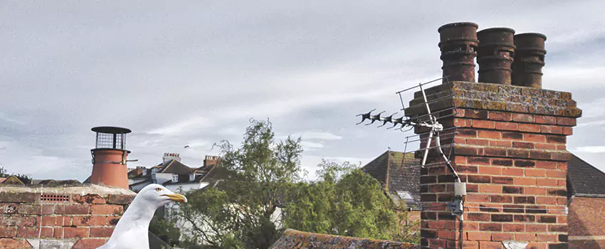 Chimney Cleaning And Restoration in Sterling, Virginia